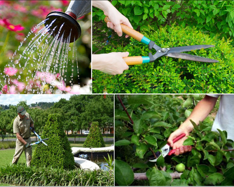 20 mẹo làm vườn tại nhà hữu ích cho không gian sống xanh